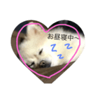 ポメちゃんスタンプ（個別スタンプ：4）
