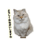猫ですねん（個別スタンプ：2）