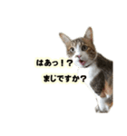 猫ですねん（個別スタンプ：3）