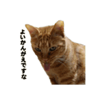 猫ですねん（個別スタンプ：4）