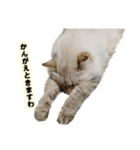 猫ですねん（個別スタンプ：5）