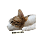 猫ですねん（個別スタンプ：6）
