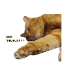 猫ですねん（個別スタンプ：7）
