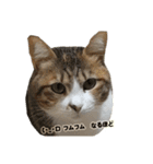 猫ですねん（個別スタンプ：9）