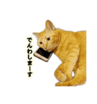 猫ですねん（個別スタンプ：10）