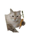 猫ですねん（個別スタンプ：11）