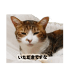 猫ですねん（個別スタンプ：12）