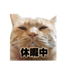 猫ですねん（個別スタンプ：13）