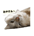 猫ですねん（個別スタンプ：14）