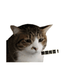 猫ですねん（個別スタンプ：15）