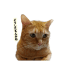 猫ですねん（個別スタンプ：16）
