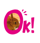 うさぎの実写スタンプ（個別スタンプ：4）