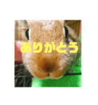 うさぎの実写スタンプ（個別スタンプ：8）