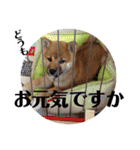 柴犬タロー 乳幼児期編（個別スタンプ：1）
