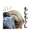 柴犬タロー 乳幼児期編（個別スタンプ：2）