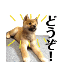 柴犬タロー 乳幼児期編（個別スタンプ：3）
