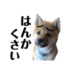 柴犬タロー 乳幼児期編（個別スタンプ：4）
