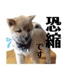 柴犬タロー 乳幼児期編（個別スタンプ：5）