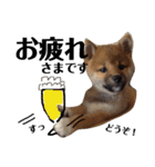 柴犬タロー 乳幼児期編（個別スタンプ：6）