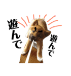 柴犬タロー 乳幼児期編（個別スタンプ：7）