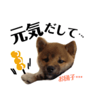 柴犬タロー 乳幼児期編（個別スタンプ：8）