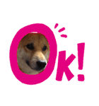 柴犬タロー 乳幼児期編（個別スタンプ：13）