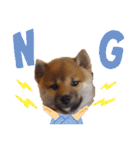 柴犬タロー 乳幼児期編（個別スタンプ：14）