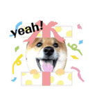 柴犬タロー 乳幼児期編（個別スタンプ：16）