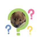 柴犬タロー 乳幼児期編（個別スタンプ：20）