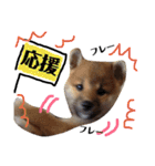 柴犬タロー 乳幼児期編（個別スタンプ：21）