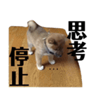 柴犬タロー 乳幼児期編（個別スタンプ：22）