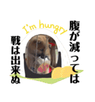 柴犬タロー 乳幼児期編（個別スタンプ：23）