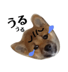 柴犬タロー 乳幼児期編（個別スタンプ：25）