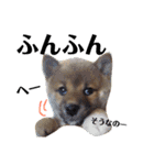 柴犬タロー 乳幼児期編（個別スタンプ：27）