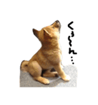 柴犬タロー 乳幼児期編（個別スタンプ：28）