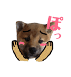 柴犬タロー 乳幼児期編（個別スタンプ：30）