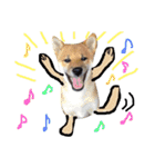 柴犬タロー 乳幼児期編（個別スタンプ：31）