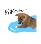 柴犬タロー 乳幼児期編（個別スタンプ：32）