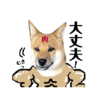 柴犬タロー 乳幼児期編（個別スタンプ：33）