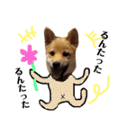 柴犬タロー 乳幼児期編（個別スタンプ：34）
