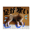 柴犬タロー 乳幼児期編（個別スタンプ：35）
