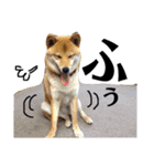 柴犬タロー 乳幼児期編（個別スタンプ：36）