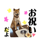 柴犬タロー 乳幼児期編（個別スタンプ：37）