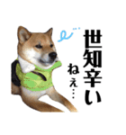 柴犬タロー 乳幼児期編（個別スタンプ：38）