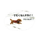 トイプードルのチッチとコタロウ（個別スタンプ：5）