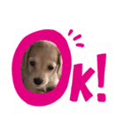 ぱぴぃすたんぷ（個別スタンプ：1）