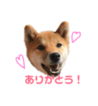 柴犬おりん♡（個別スタンプ：1）