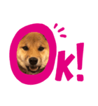 柴犬おりん♡（個別スタンプ：2）
