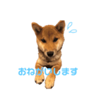 柴犬おりん♡（個別スタンプ：3）