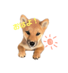 柴犬おりん♡（個別スタンプ：4）